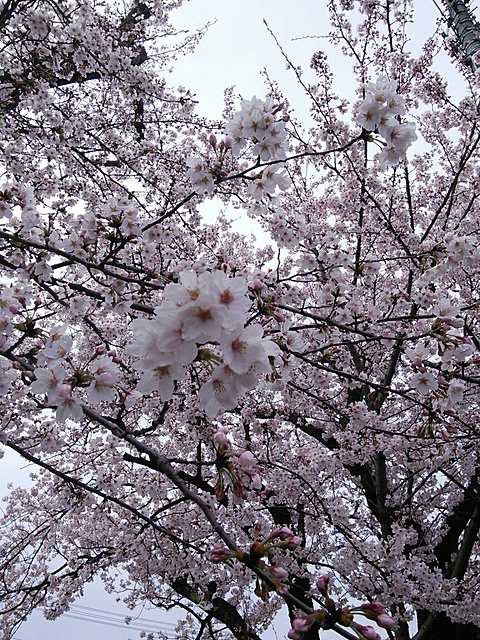 花見