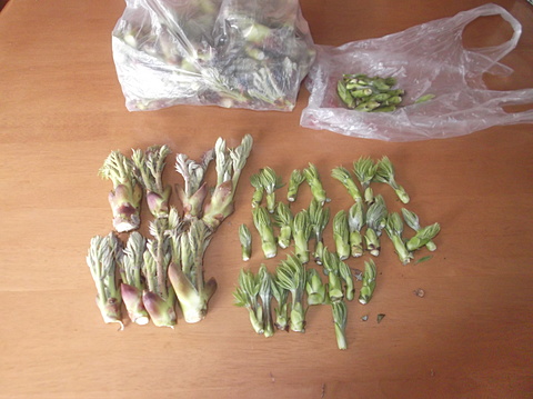 山菜取り