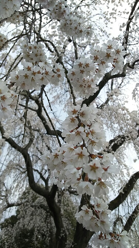 津山でお花見♪
