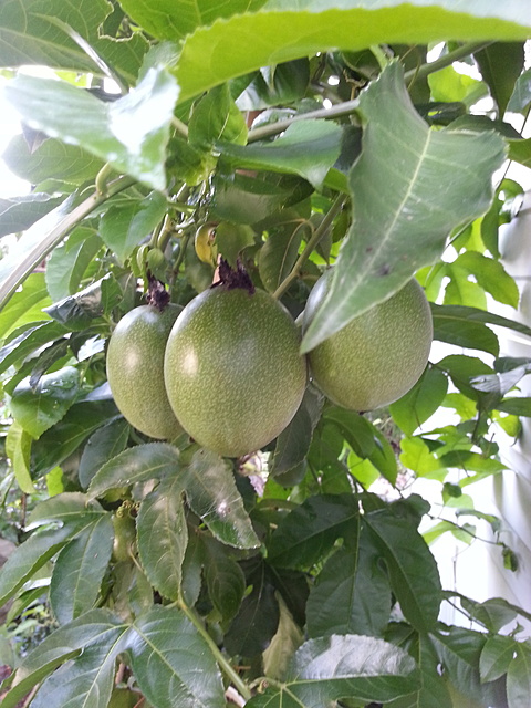 夏の楽しみ