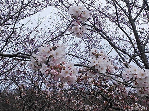 花見してきました
