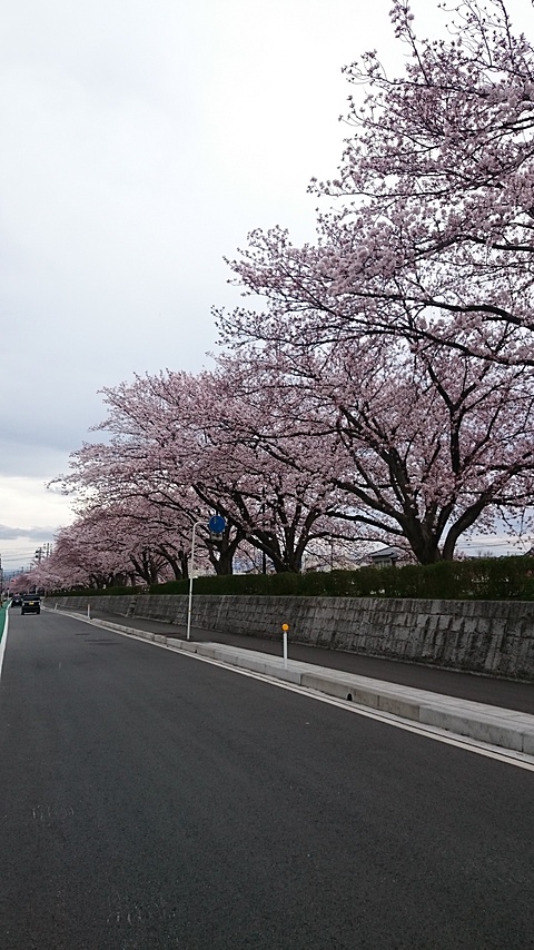 春ですね。