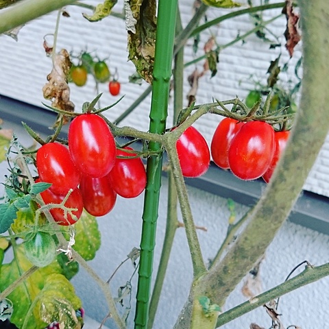 ミニトマト
