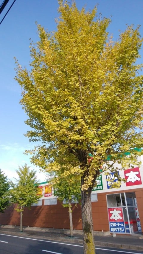 いちょう並木