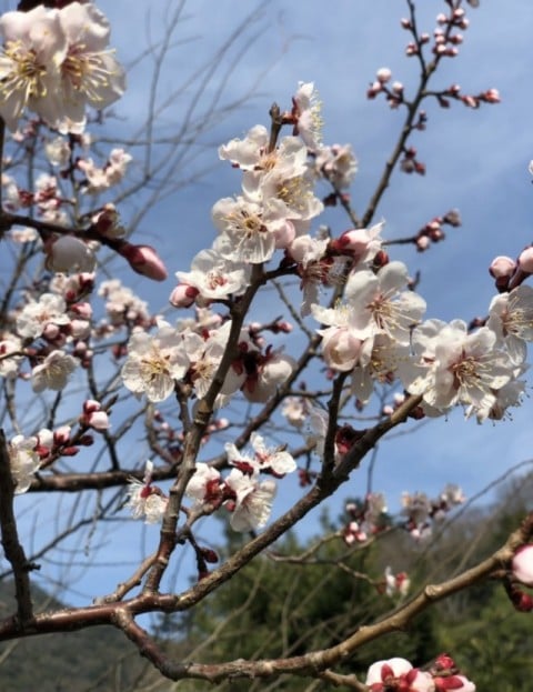 春　その①