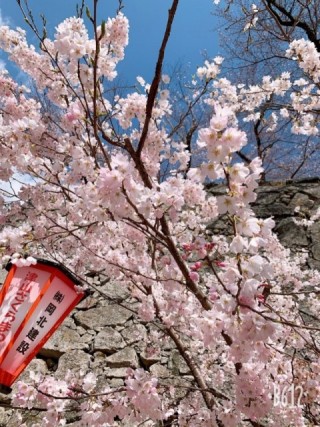 お花見②
