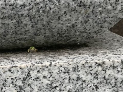雨宿り？