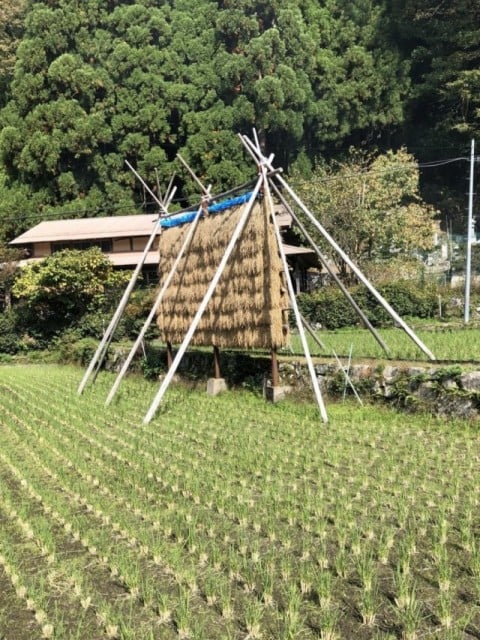 脱穀