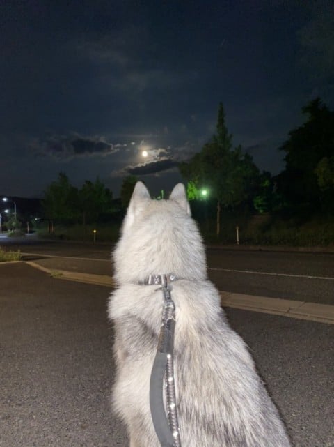 町内パトロール？