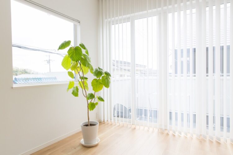 観葉植物の癒し効果を暮らしに
